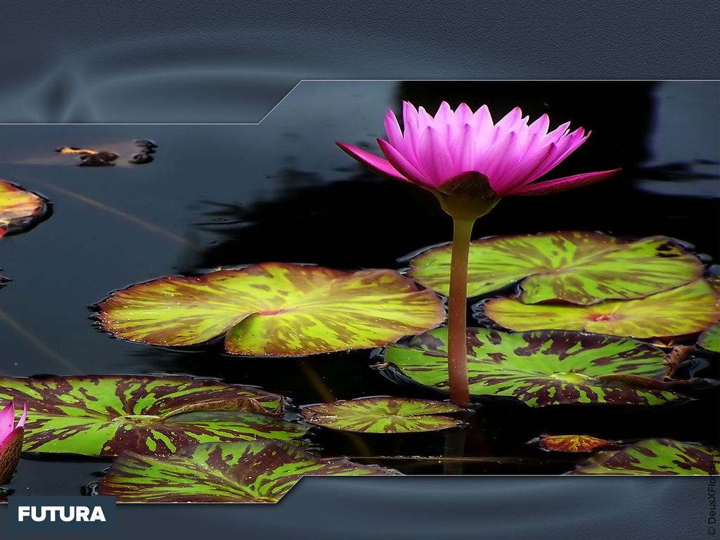 Image du site Futura Sciences