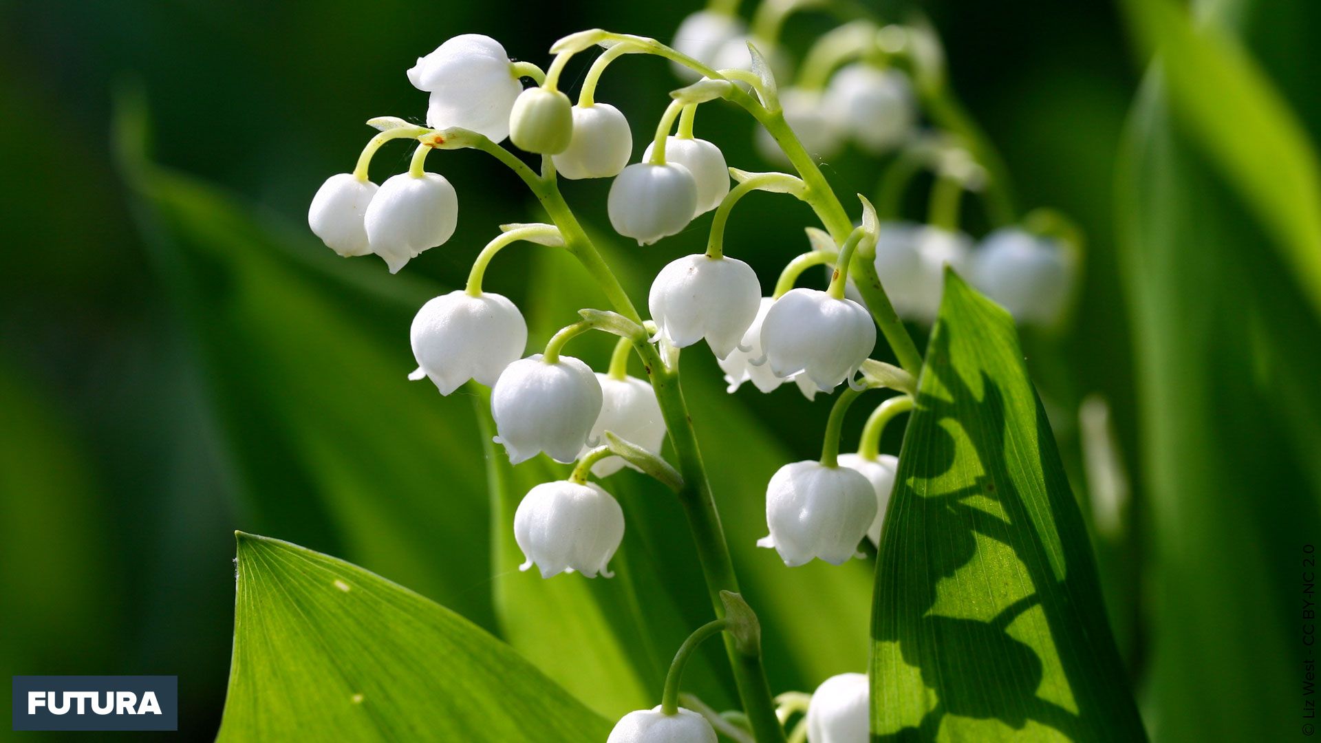 Photo Muguet 1er Mai 2023 Gratuite Muguet, porte bonheur - Fond d'écran et images gratuites