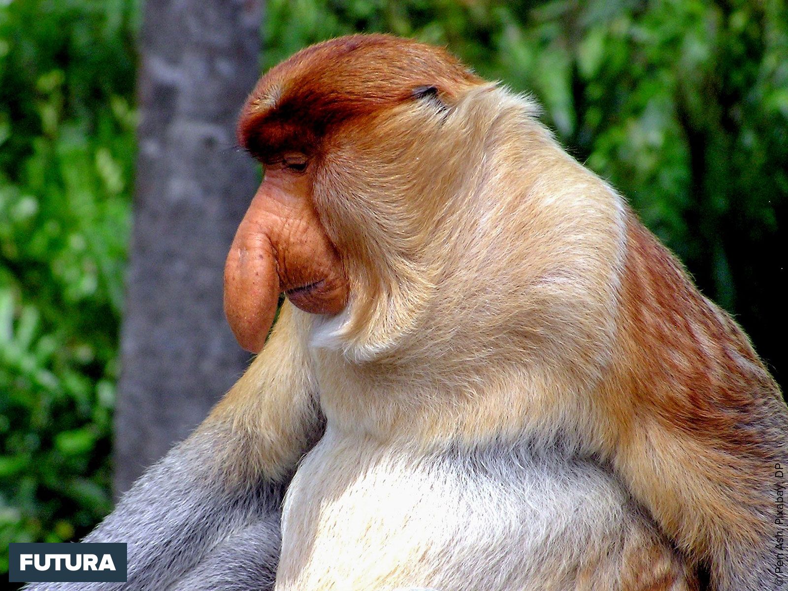 Nasique, singe arboricole de lîle de Bornéo - Fond décran et images  gratuites