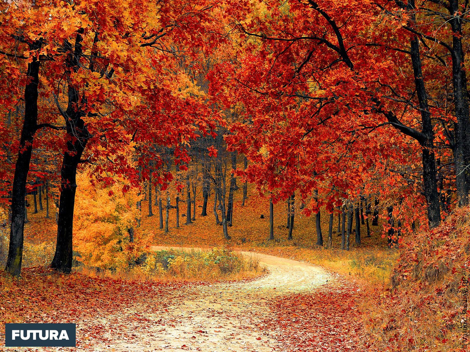 la deese l'automne L'automne et ses secrets | Radio-Canada