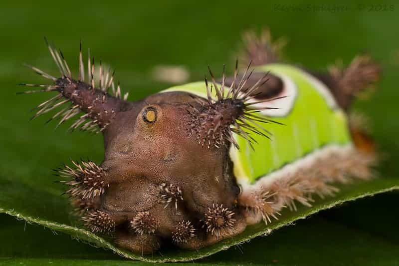 Grosse Chenille Insecte : Un Univers Fascinant à Découvrir