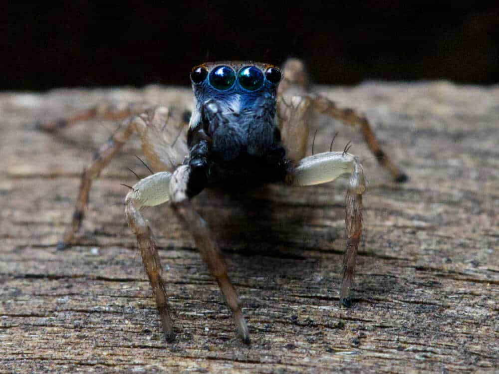 Mini araignée blanche : Découverte et mystères