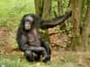 Les bonobos, ces « chimpanzés nains » qui sont nos plus proches cousins, ont de moins en moins d’espace pour vivre. Les principales causes en sont l'expansion des habitats humains et le braconnage.