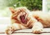 Une vie de chat. © Giedriius, Adobe Stock