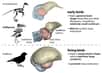 Les ancêtres des oiseaux vivants auraient eu une forme de cerveau très différente de celle des autres dinosaures. © Christopher Torres, Université du Texas, Austin, États-Unis