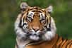 L'Inde abrite la majeure partie des populations de tigres dans le monde, notamment de tigres du Bengale (Panthera tigris tigris). © bertie10, Adobe Stock