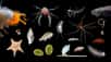 Florilège d'espèces marines découvertes par l'équipe du Western Australian Museum et du Schmidt Ocean Institute. © Greg Rouse, Nerida Wilson, équipe FK200308