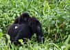 Le séquençage complet du génome des gorilles des montagnes révèle que ces grands singes vivent en petits groupes depuis des milliers d'années. Alors que la consanguinité pourrait, à terme, dégrader la santé de cette espèce en danger critique d'extinction, cette situation semble plutôt jouer en sa faveur.