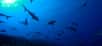 Plongez pour un voyage extraordinaire parmi les requins au cœur de la Polynésie française. Le plongeur Steven Surina vous accompagne au large de Tahiti et de l'archipel des Tuamotu à la rencontre de ces incroyables créatures.