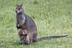 Les wallabys bicolores possèdent deux utérus. © Susan flashman, Adobe Stock