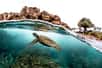 Début 2020, Lily la tortue a été retrouvée blessée par un hameçon et intoxiquée au plastique... Après avoir été soignée par le Centre de réhabilitation de la faune sauvage de l'association Marineland, la voilà de retour à la mer !