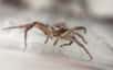 L'araignée-crabe, du genre Xysticus, utilise habilement des fils de soie pour voler. Sa technique a été observée de près. © Moonsung Cho