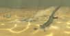 En mars 2014, le fossile d'un étrange reptile aquatique, de près de trois mètres de long, était découvert en Chine. Sa dentition, faite de centaines de dents très pointues, intrigue les scientifiques, au point qu'ils l'ont baptisé en agrégeant les mots (en latin) dent, atypique et unique. La première hypothèse fut celle d'un organe de filtration pour retenir les petits animaux vivant dans le sable. En 2016, d'autres chercheurs en font un herbivore. Ce qui en ferait un pionnier...