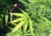 Le cannabidiol (CBD) est issu de la plante Cannabis sativa. © Nida