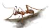 Une équipe internationale de paléontologues a mis au jour des fossiles spectaculaires d’une fourmi-licorne datée de 99 millions d’années, dont la morphologie extrême suggère une adaptation pour la prédation en solitaire de larges proies, une écologie étonnamment sophistiquée pour cette fourmi pourtant parmi les plus anciennes connues.