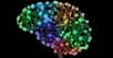 Des chercheurs ont réussi à fabriquer un réseau neuronal artificiel représentant 1 mm2 de cortex cérébral et capable de traiter l'information à la même vitesse que la biologie, grâce à une nouvelle architecture. Une performance qui illustre les formidables progrès accomplis ces dernières années par l’intelligence artificielle pour mimer le cerveau humain.