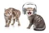 En 2015, des scientifiques ont fait écouter à des chats du Bach, du Fauré et des chansons pour chats, avec un tempo et une hauteur de sons adaptés. Verdict : les chats préfèrent la musique écrite spécialement pour eux.