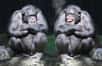Au jeu du « pierre-feuille-ciseaux », les chimpanzés atteignent le niveau d'un enfant de quatre ans, rapportent des chercheurs japonais qui ont soumis au même entraînement des primates humains et simiesques. Nos cousins auraient du mal avec la logique circulaire…