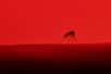 Un moustique en train d'aspirer le sang d'un humain. © PixieMe, Fotolia