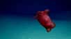 Un engin robotique explorant les abysses du golfe du Mexique a filmé un animal étonnant et gracieux, sorte de « poulet sans tête » aquatique. Celui-ci fait partie d'une faune qui ne vit qu'à quelques kilomètres des humains.