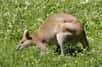 Les kangourous sont des marsupiaux qui se déplacent en sautant. Le plus connu d'entre eux était Skippy. La photo représente un wallaby agile. © Nino Barbieri, Wikipédia, GNU 1.2