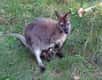 Le wallaby à cou rouge, ou wallaby de Bennett, est le plus représenté des wallabies dans les parcs zoologiques. © Dezidor, Wikipédia, cc by 3.0