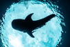 La nature des plus gros voyageurs des mers n'est plus, depuis quelques décennies, celle que l'on croit. Les cargos et les pétroliers rivalisent en taille avec les plus grands habitants des océans, parmi lesquels les requins-baleines dont l'effectif décroît mystérieusement malgré des mesures de protection internationales.