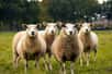 Grâce à des croisements, une équipe de chercheurs néozélandais a créé une race de mouton émettant 10 % de méthane en moins. Une avancée loin d’être anecdotique, tant ce gaz à effet de serre menace le climat.