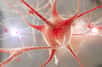 Pour étudier sans limites des maladies neurodégénératives, une équipe française a créé des « mini-cerveaux », où le tissu cérébral est reconstitué en trois dimensions.