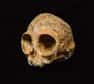 Extraordinairement bien conservé, le crâne d'un bébé singe vieux de 13 millions d'années et découvert au Kenya a pu être exploré aux rayons X. Il éclaire un pan obscur de l'histoire des ancêtres des primates.