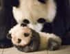 Comment se porte le panda géant dans la nature ? La naissance imminente de jumeaux au zoo de Beauval braque les projecteurs sur cette espèce emblématique. Pour Florian Kirchner, de l'UICN, cet amateur de bambou reste en danger d'extinction. Les populations actuelles sont bien protégées mais elles sont minuscules et dispersées.
