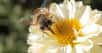Qu’est-ce que la pollinisation ? Colin Fontaine, chercheur au CNRS, nous explique cette organisation collaborative entre les plantes à fleurs et les animaux, en particulier les insectes.