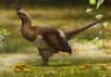 Des paléontologues ont décrit une nouvelle espèce de dinosaures. Selon ses découvreurs, l'animal, qui avait pourtant quatre ailes, ne pouvait pas s'envoler mais peut-être planer. Surtout, Silky (c'est son nom) nous raconte un chapitre de la longue histoire de la plume.