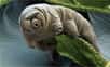 Avec leurs corps grassouillets et leurs petites pattes griffues, les tardigrades sont parmi les créatures les plus mignonnes du monde microscopique. Mais ne vous fiez pas aux apparences : leurs dodus bourrelets cachent l'étoffe de véritable super-héros.
