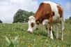 Un vache Montbeliarde broute de l'herbe. © Sylvain Citerne