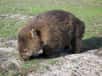 Le wombat ressemble à un ourson en peluche. © GregTheBusker, Wikipédia, cc by 2.0