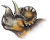 La découverte au Canada en 2011 des restes fossilisés de Wendiceratops pinhornensis va permettre de mieux comprendre quand et comment sont apparues les cornes chez les cératopsiens, et bien sûr leur paléobiologie. La nouvelle espèce découverte est la plus ancienne à posséder une corne nasale dans cette surperfamille de dinosaures dont le plus célèbre représentant était le Tricératops.