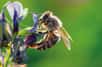 Quand il s'agit de fleurs, l'efficacité énergétique des abeilles aurait une importance. De cette efficacité dépendrait leur attrait pour une fleur plutôt qu'une autre. Une conclusion à prendre en compte pour la conservation de ces insectes.