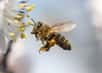 Les abeilles sont des actrices indispensables dans la préservation de la biodiversité. Malheureusement, elles sont aussi menacées par les activités humaines. Voici donc 10 actions à adopter pour aider à les protéger.