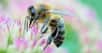 La différence entre une abeille domestique et une guêpe, c’est, notamment, que la première — contrairement à la seconde — ne peut piquer qu’une seule fois. Tout est simplement question d’anatomie. C’est la forme du dard de l’abeille qui lui portera le coup fatal.
