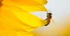 Dans un rucher, un apiculteur enfume ses abeilles. La scène est banale et sans danger pour elles. L’objectif : éviter que l’apiculteur soit victime d’une attaque en masse.