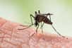 Moustique de l'espèce Aedes aegypti, vecteur commun de maladies. © frank29052515, Adobe Stock.