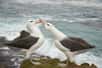 Les albatros sont monogames mais le divorce se produit lorsqu'un couple peine à avoir ou à élever des petits. Une étude montre que la variabilité climatique pousse également les femelles à divorcer.