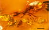Une équipe de chercheurs vient de publier dans Plos One l’étude d’un morceau d’ambre exceptionnel provenant du Mexique. Par une approche innovante permise par la tomographie X, elle révèle des interactions entre insectes eusociaux datant de plus de 15 millions d’années.