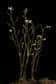 Arabidopsis thaliana est une plante généralement utilisée comme modèle d'étude. © Valery Prokhozhy, Adobe Stock