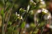 Arabidopsis thaliana&nbsp;est une plante modèle en biologie végétale. © lehic, Adobe Stock