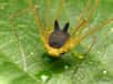 Mi-lapin, mi-araignée, cette drôle de créature appelée Metagryne bicolumnata est en fait un opilion appartenant à l’ordre des arachnides. © Andreas Kay, Flickr, CC By-NC-SA 2.0