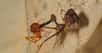 Des centaines de spécimens passés au crible. Certains issus de collections de musées. D’autres, trouvés sur le terrain. Un travail de titan pour identifier 18 espèces jamais encore décrites. Elles sont cannibales, se ressemblent et portent toutes le même nom : c'est l’araignée pélican.