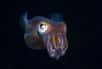 Calamar Bobtail luminescent en Indonésie. © Adobe Stock