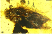 Un cafard a été emprisonné dans de l'ambre au Crétacé, ce qui permet d'observer des détails exceptionnels de son anatomie. L'examen de ses yeux et de ses antennes fournit des indices quant à l'écologie de l'espèce, bien différente de celle des cafards actuels.